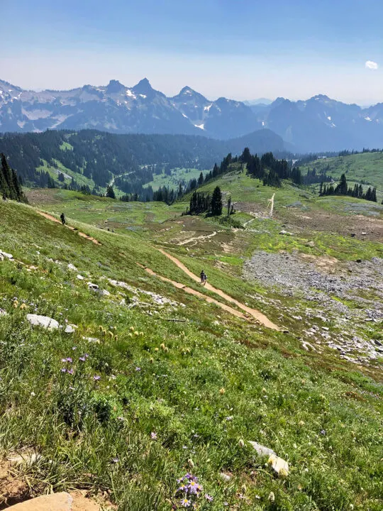 downhill trail with flower meadow and cascade mountains in background