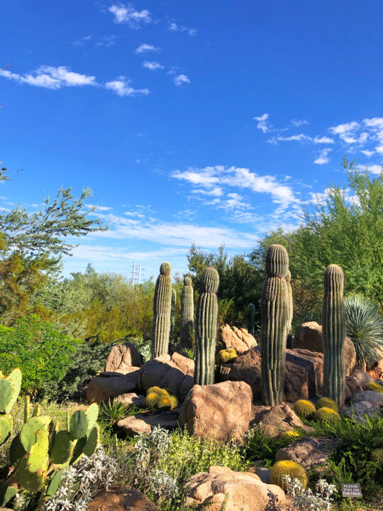 phoenix botanical gardens cacti with lots of dessert rock and fauna on a sunny day warm destinations in winter