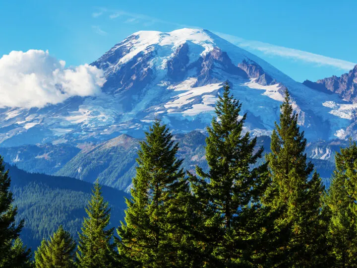 view of mount rainier behind evergreen trees with single cloud
