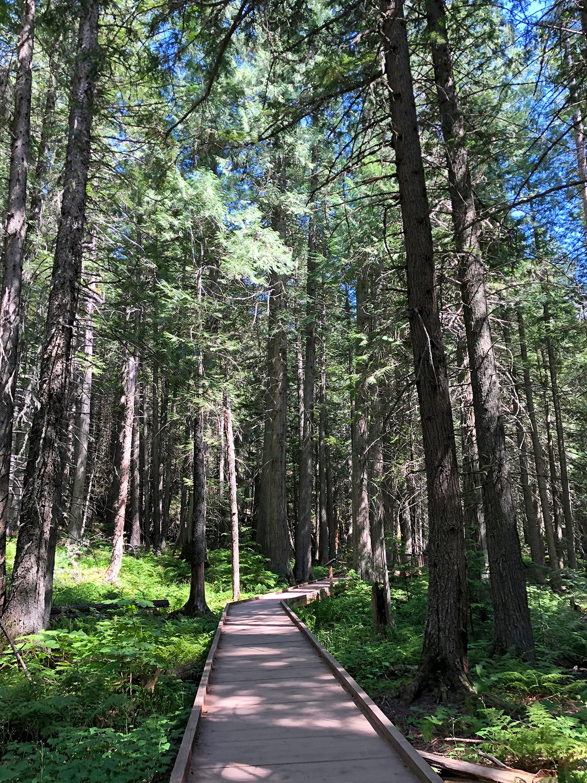 walking path through tall trees with sunlight shining through