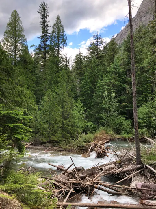 stream of water running through forested area