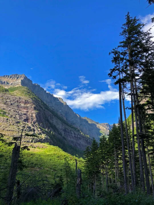 glacier national park views of trees and mountain ridge