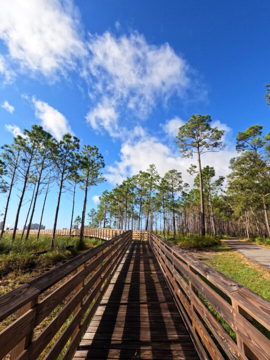 Gulf State Park trails with boardwalk and tall trees