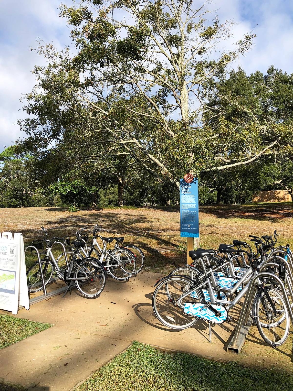 bikes and tree in partly shaded area