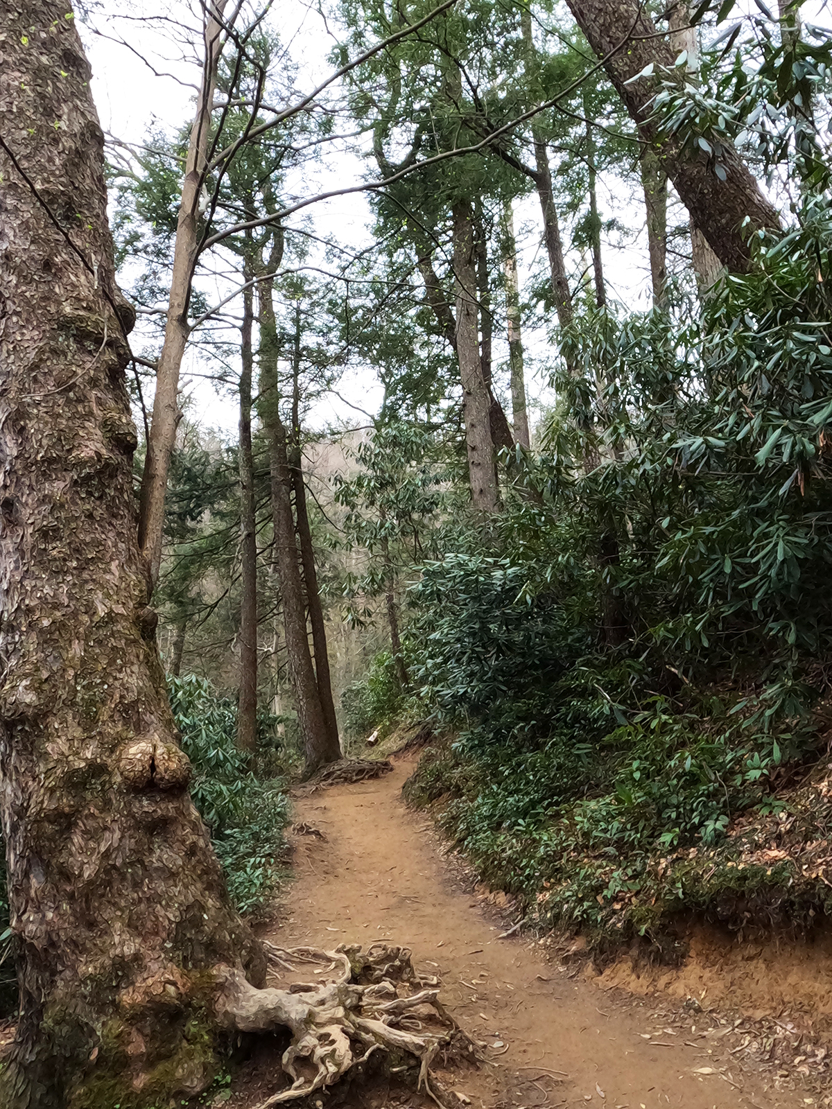 dirt hiking path through forested area with trees surrounding