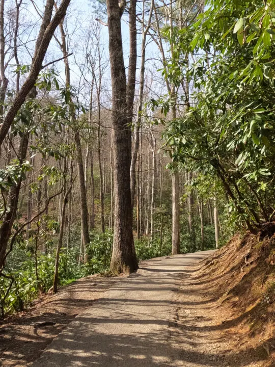 hiking path through forested area with bare trees and green shrubs