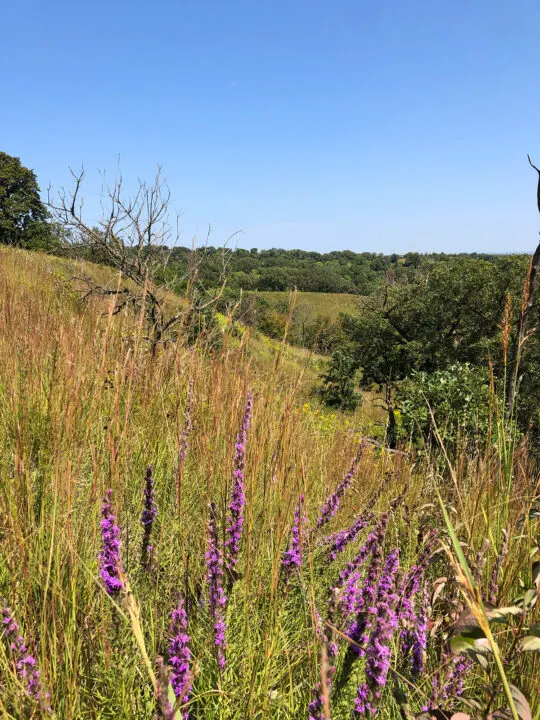 view of the Loess Hills purple flowers and tall native grasses with trees in distance