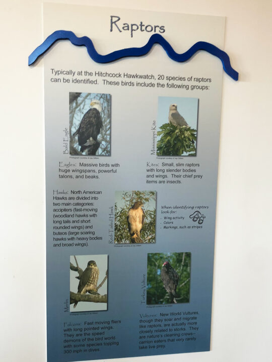 sign about raptors including pictures of birds hawks and text about them