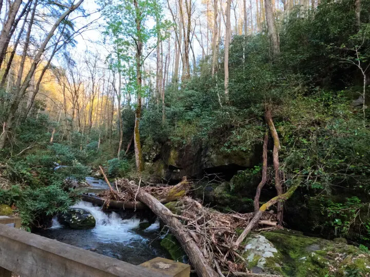 river bank with down trees greenery and flowing water