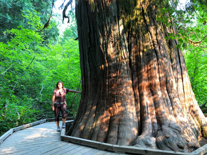 woman standing next to massive tree on boardwalk