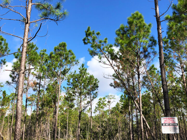things to do in gulf shores alabama birdwatching in the tall trees
