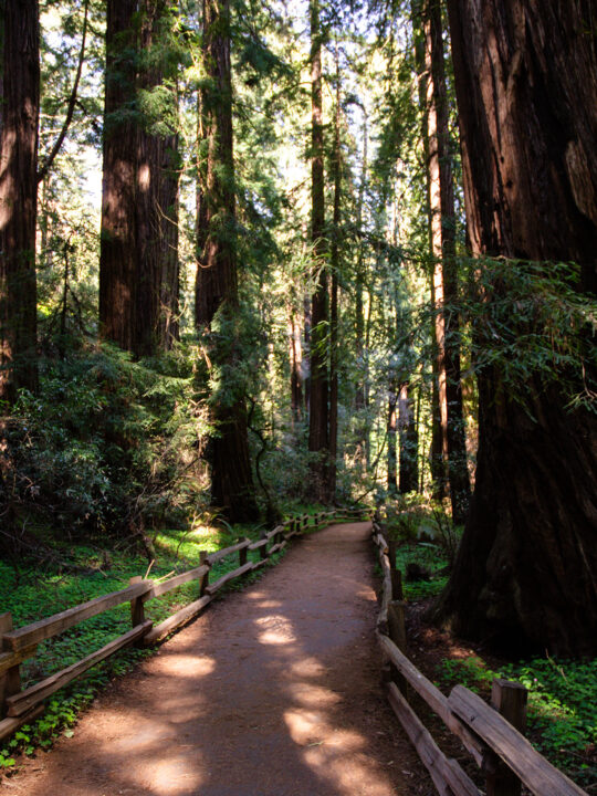 Muir Woods photo of walking path and giant oversized trees