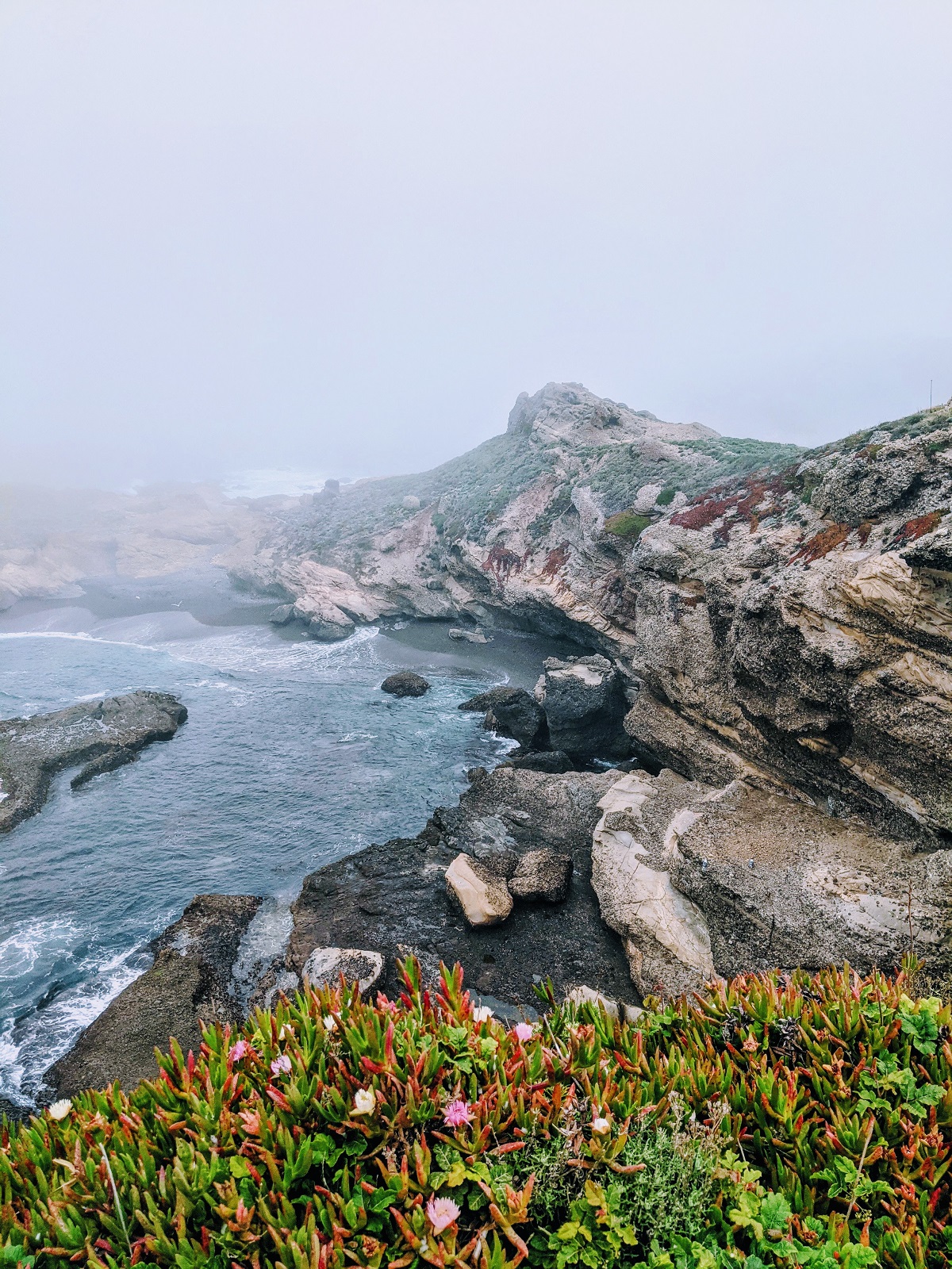 foggy cliff along the california coast with rocky shore and colorful bush in foreground