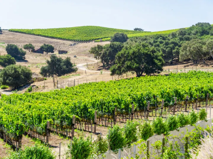 winery in Lompoc along the PCH in california