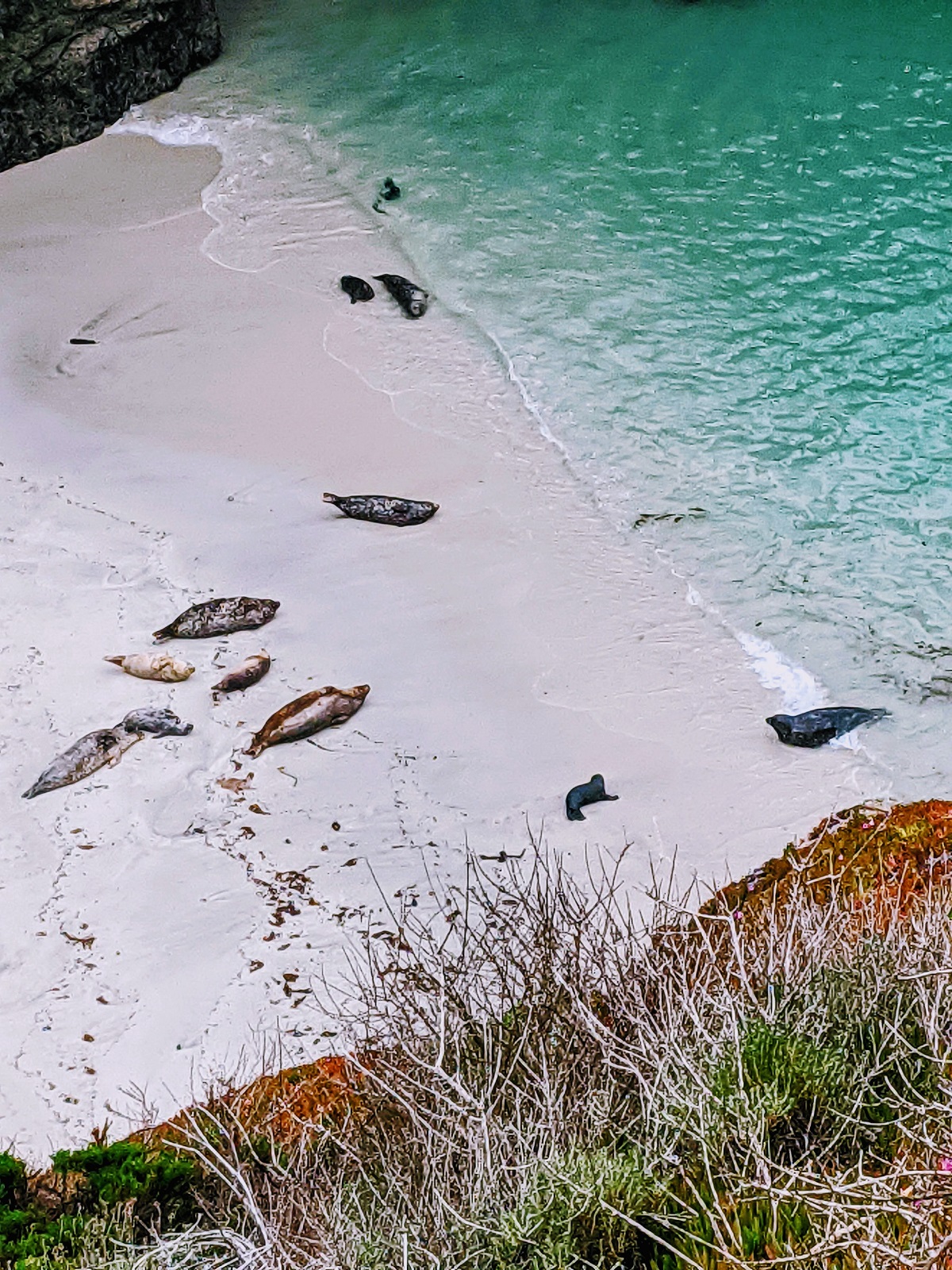 seals resting on beach with teal water and bushes