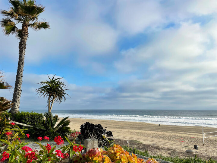 south by a california view of palm trees and flowers in foreground with beach and ocean waves in distance