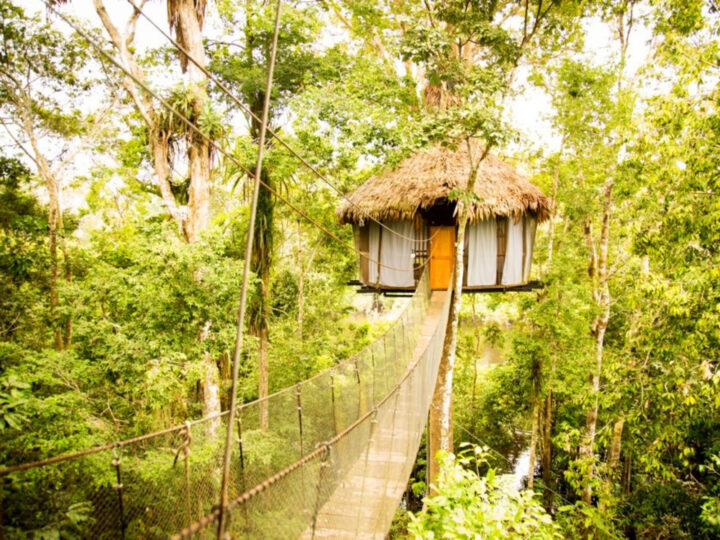 treehouse in the Amazon rainforest swimming bridge entrance hut on a pole with jungle surrounding it