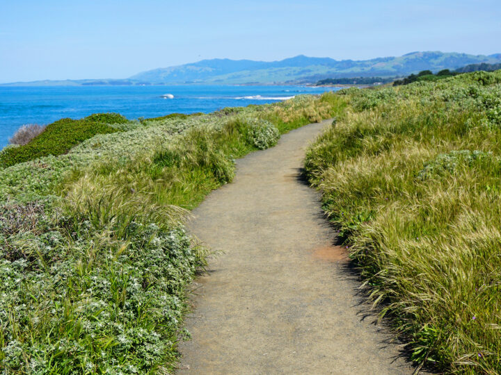 pacific coast highway itinerary 7 days view of trail with wild grasses on sides with coast up ahead