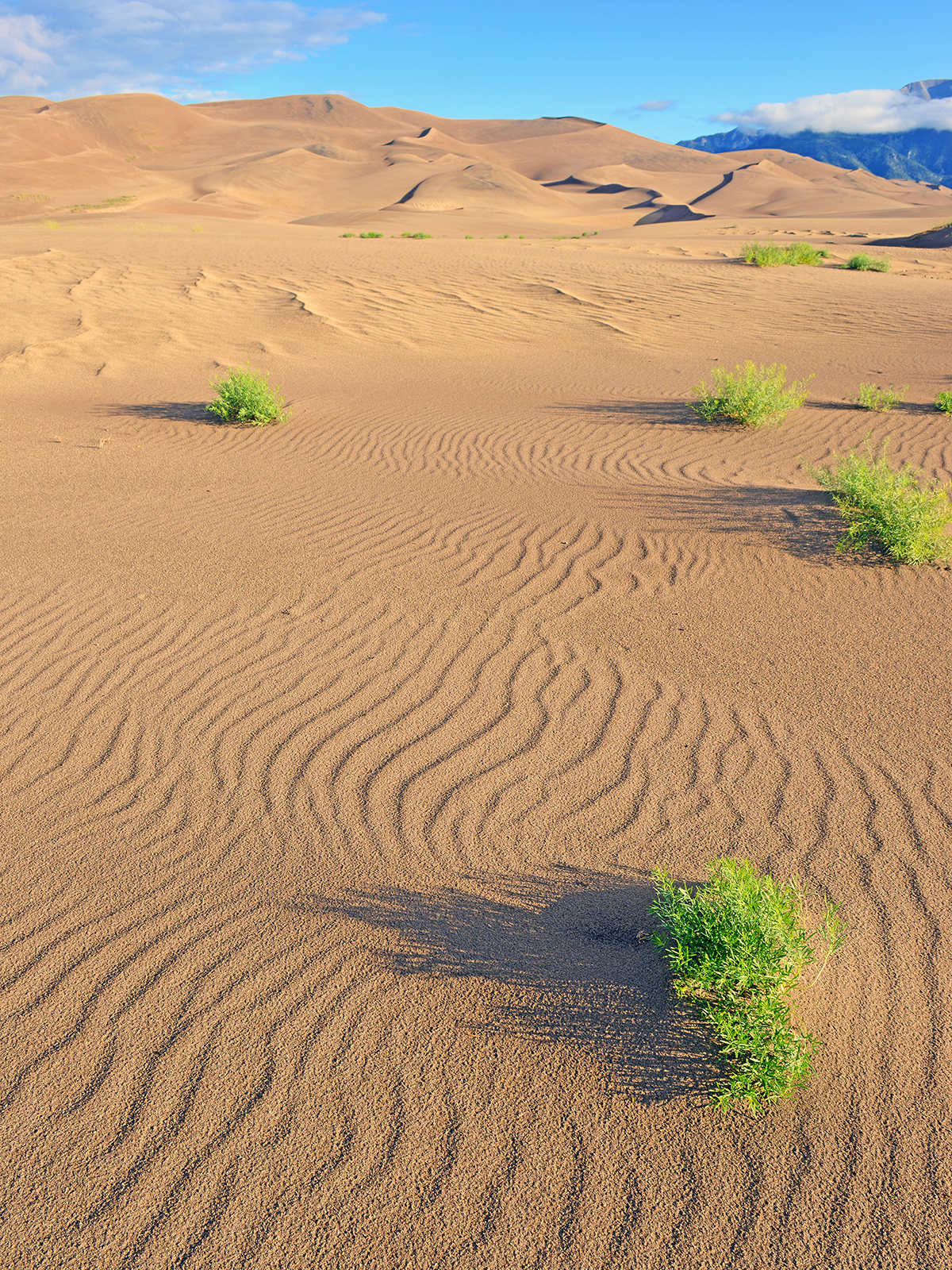 wavy sand with green bushes and sand dunes in distance