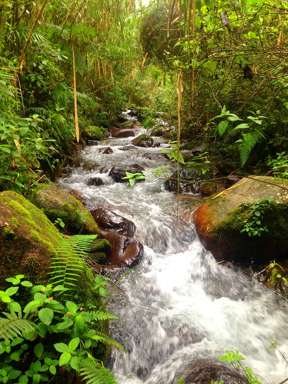 adventure ideas view of hiking trail in Dominican Republic flowing stream over rocks with lush forest nearby