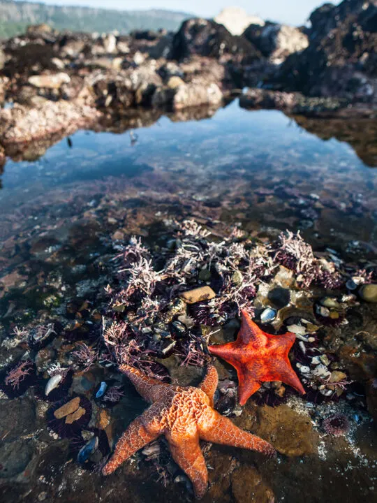 marine life in Monterey bay close up of vibrant colored starfish in water