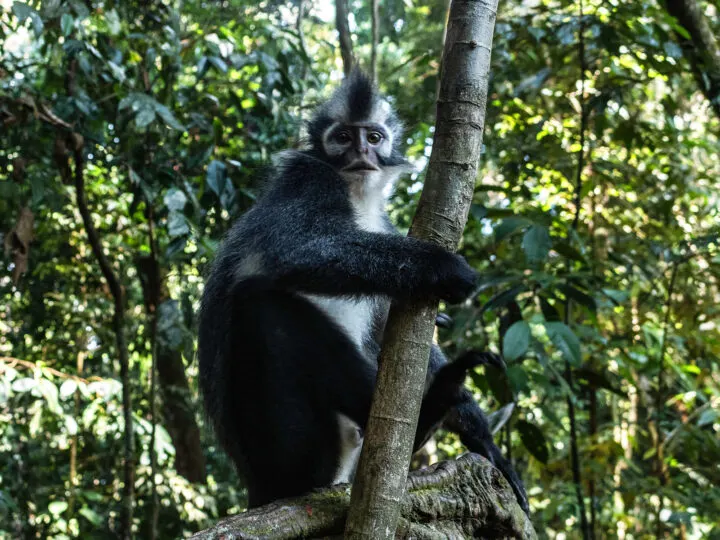 monkey with black and white stripes sitting in tree holding onto branch