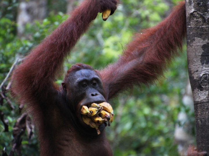 adventurous bucket list close up of orangutan with bananas in mouth in borneo