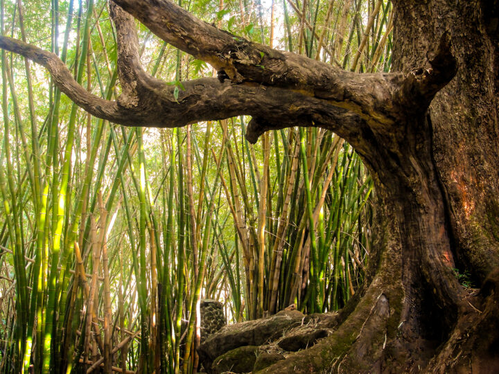bamboo with large tree in foreground
