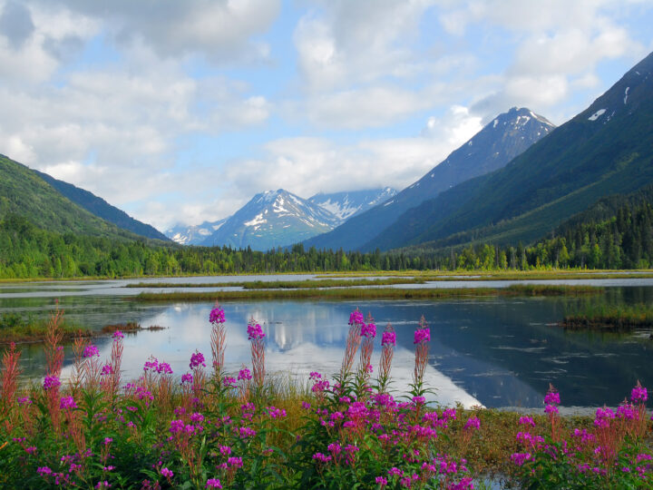 mountain scene in Alaska with purple flowers lake and mountains in distance