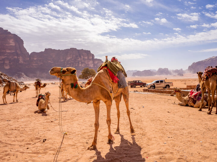 adventure bucket list photo of camels in desert with trucks and mountains in distance