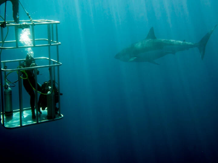 adventurous bucket list idea-diver in cage with great white shark swimming nearby