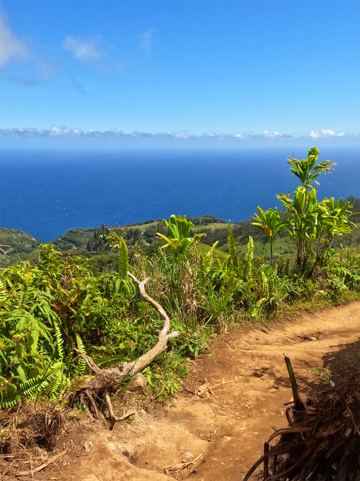 dirt trail with green foliage along cliff looking out to blue ocea