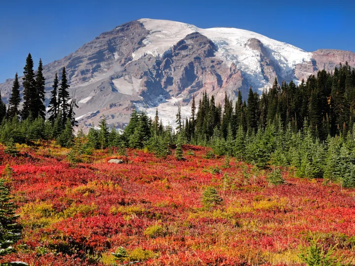 mountain with some snow red colorful field in front