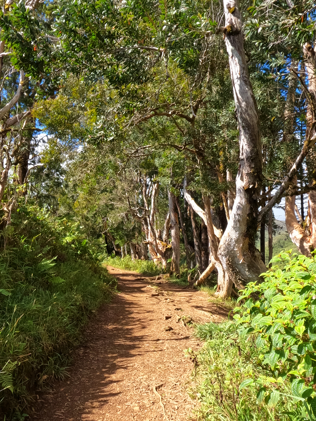 waihe'e ridge trail with trees and bushy foliage on sunny day