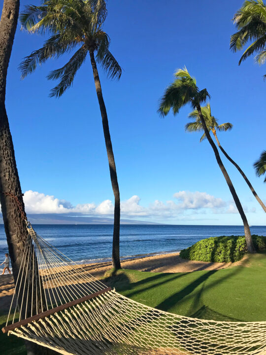 hammock under palm trees with green grass and beach