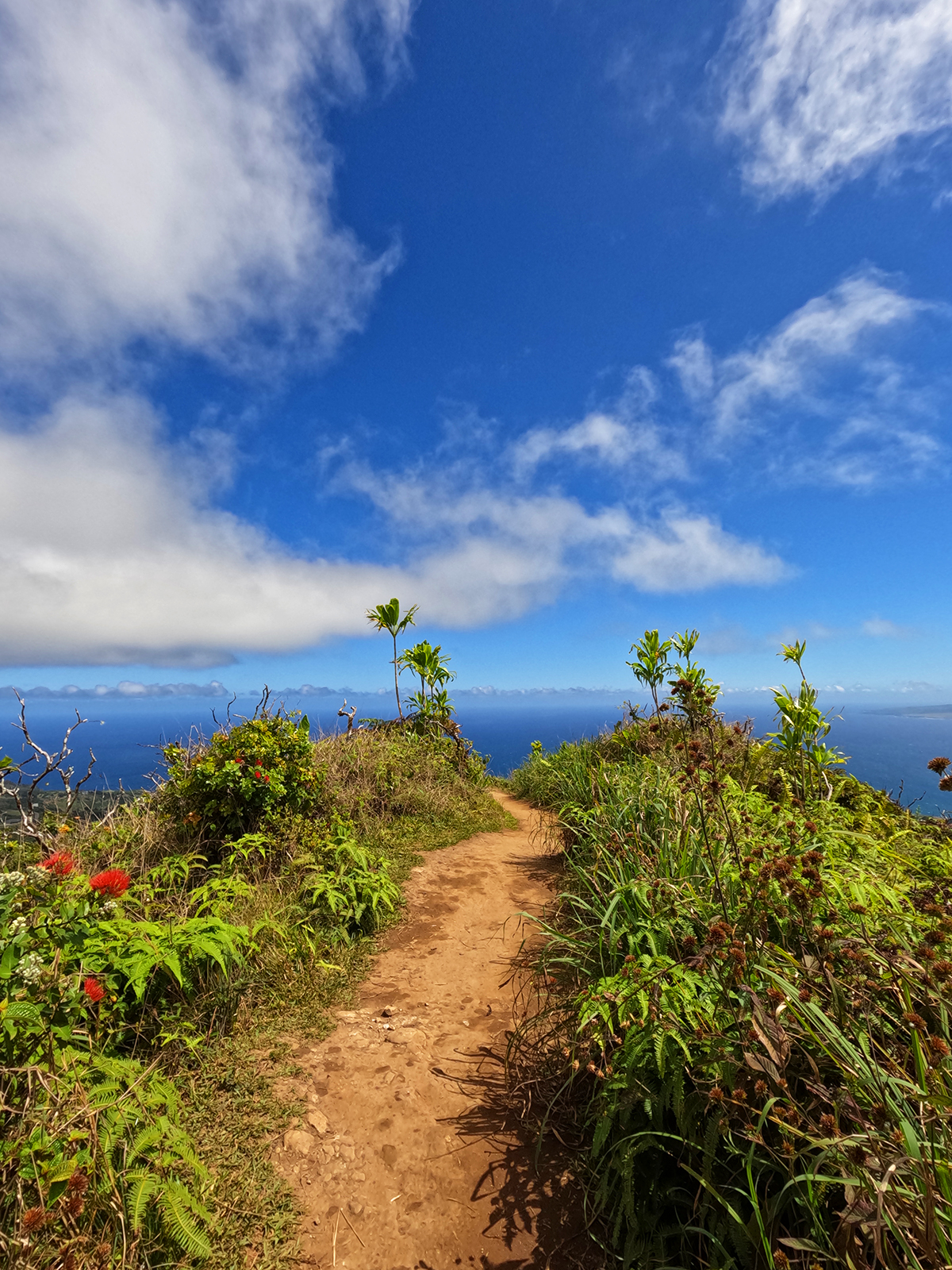 dirt hiking path with beautiful foliage with ocean and blue sky