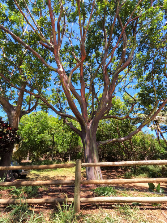 vivid color tree with fence in maui