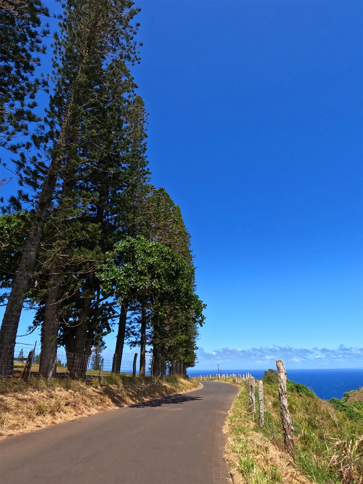 paved road with wooden fence and trees on either side