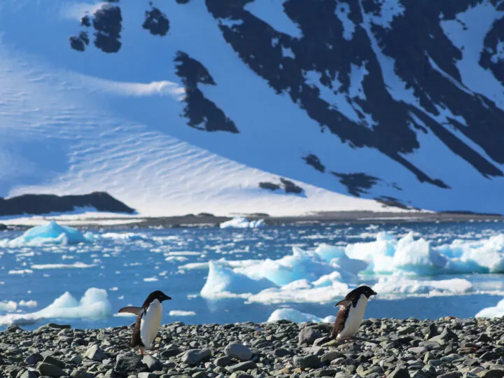 two small penguins on rocks with ice and snow in distance