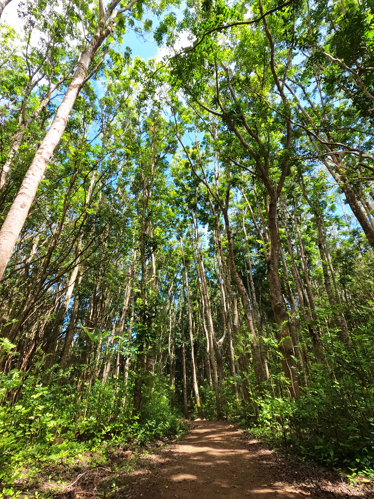 dirt hiking trail in Maui with tall trees