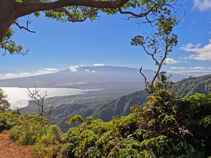 tree framing photo of mountain in distance and coast of Maui