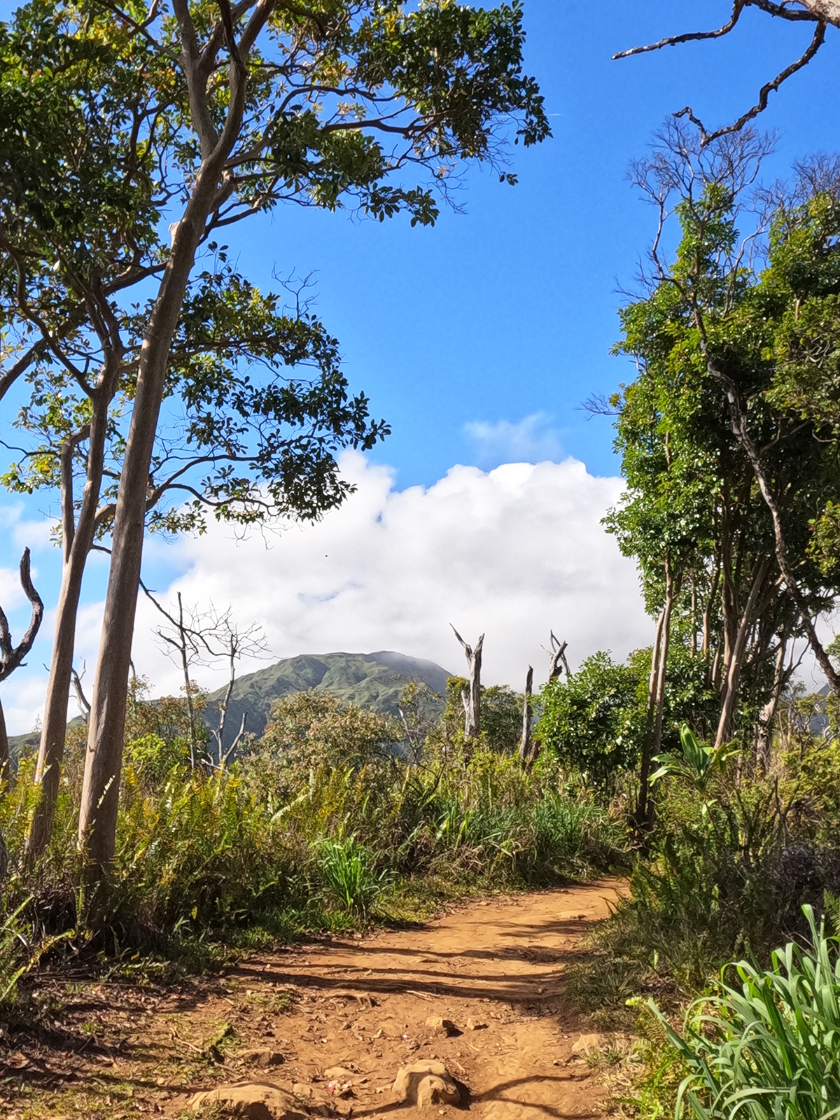 waihee ridge trail maui view of dirt and trees surrounding trail with mountain in distance