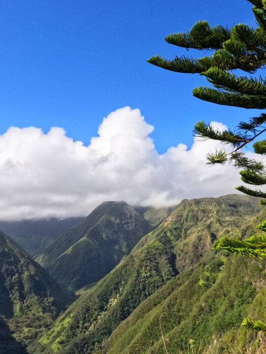 waihee ridge trail valley with mountains on either side, tree limb in foreground and white puffy clouds