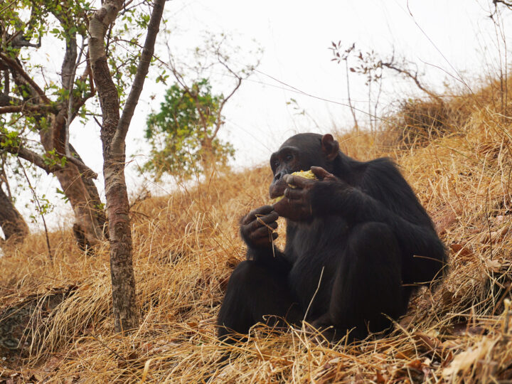 chimpanzee sitting on hill eating with tall grasses and trees