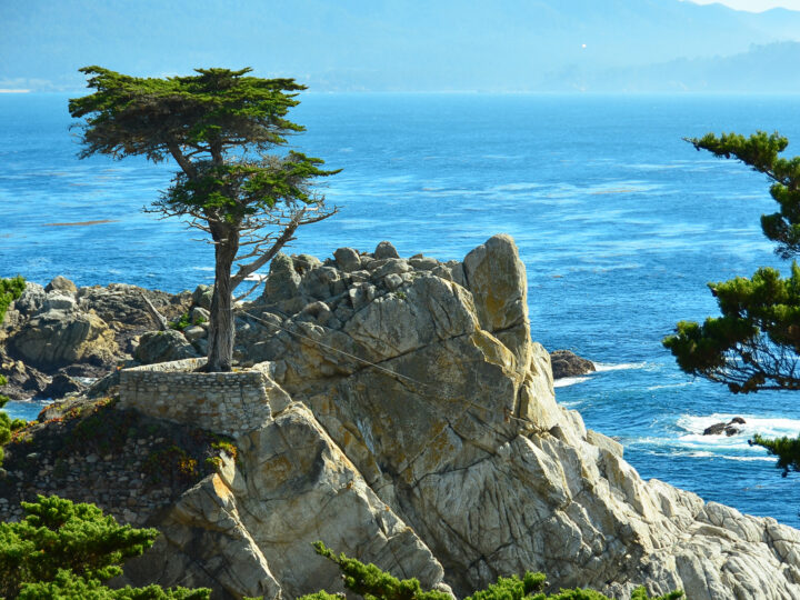 Big Sur road trip view of single tree perched on rock with ocean in distance