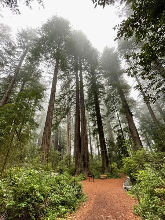 tall redwood trees above dirt trail with fog best national parks to visit in October