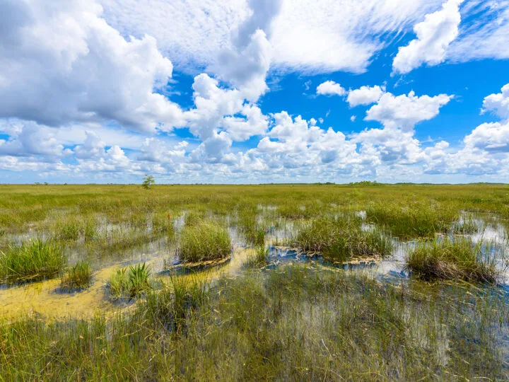 everglades np in florida view of marshes white clouds blue sky