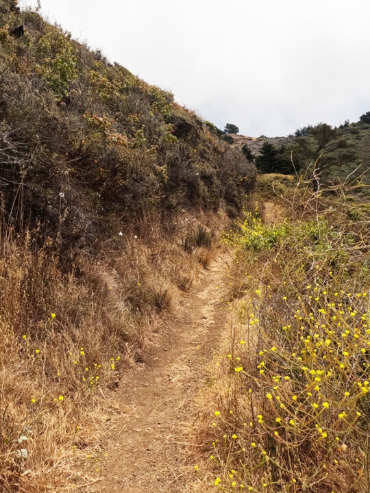 hiking trail through tall yellow grasses