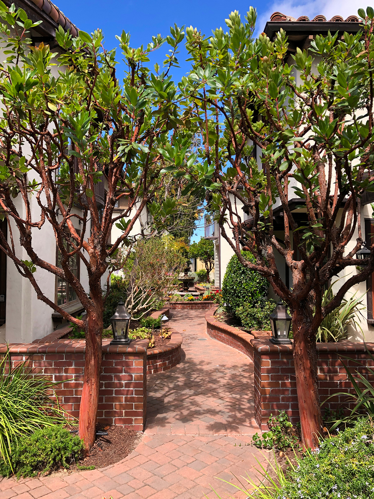 succulent style trees with brick walkway to apartments