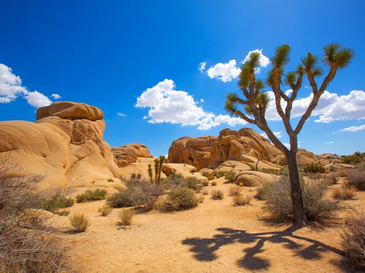 smooth tan rocks sand and Joshua Tree blue sky